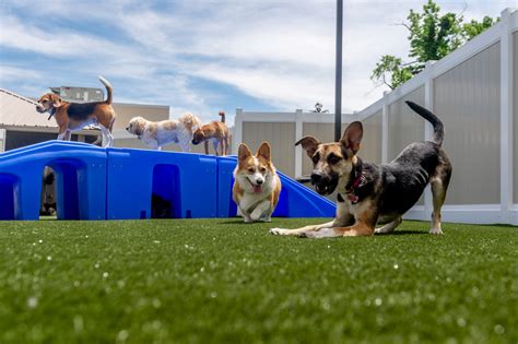 pet palace carmel|The Best Pet Boarding and Doggy Daycare in Carmel, Indiana